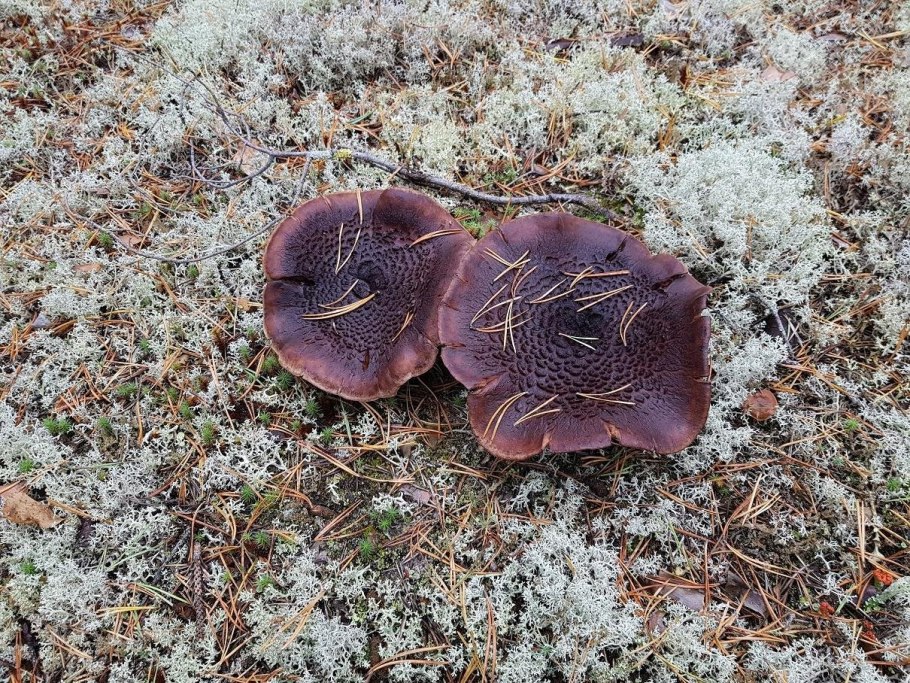 Ежовик пёстрый