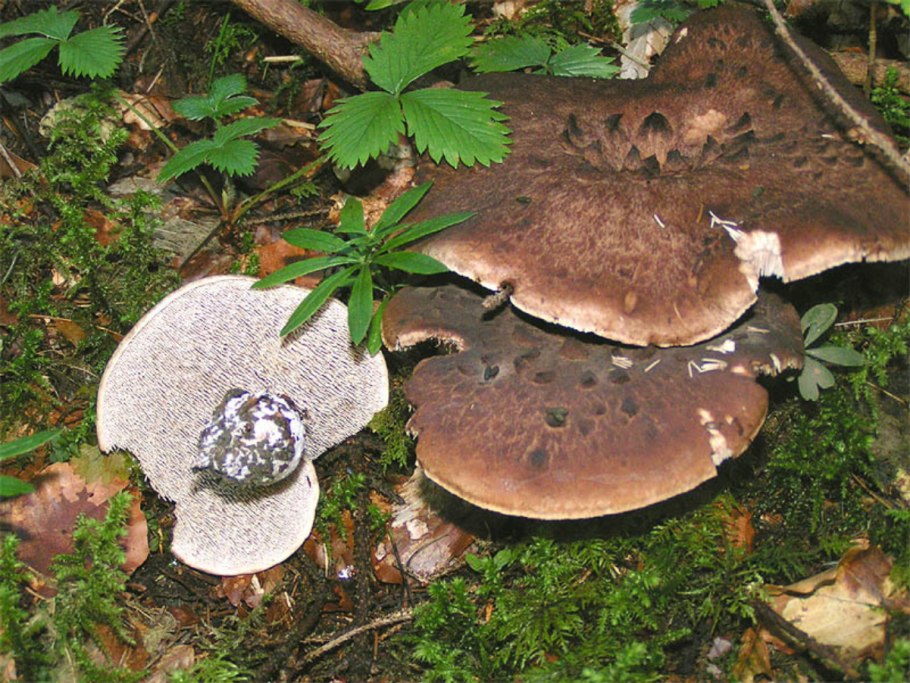 Ежовик пестрый Sarcodon imbricatus