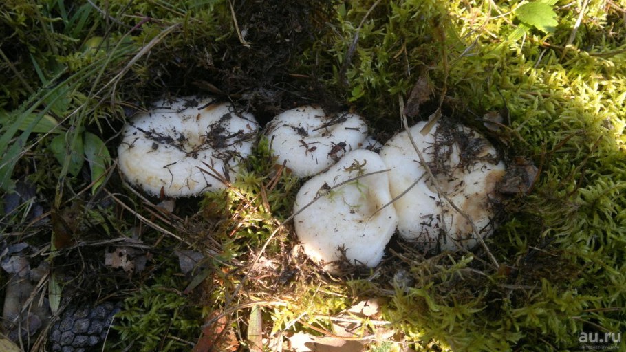 Грузди белые Забайкальского края