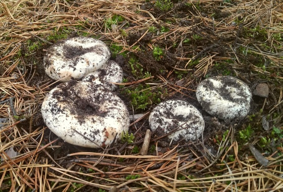 Сосновый груздь гриб