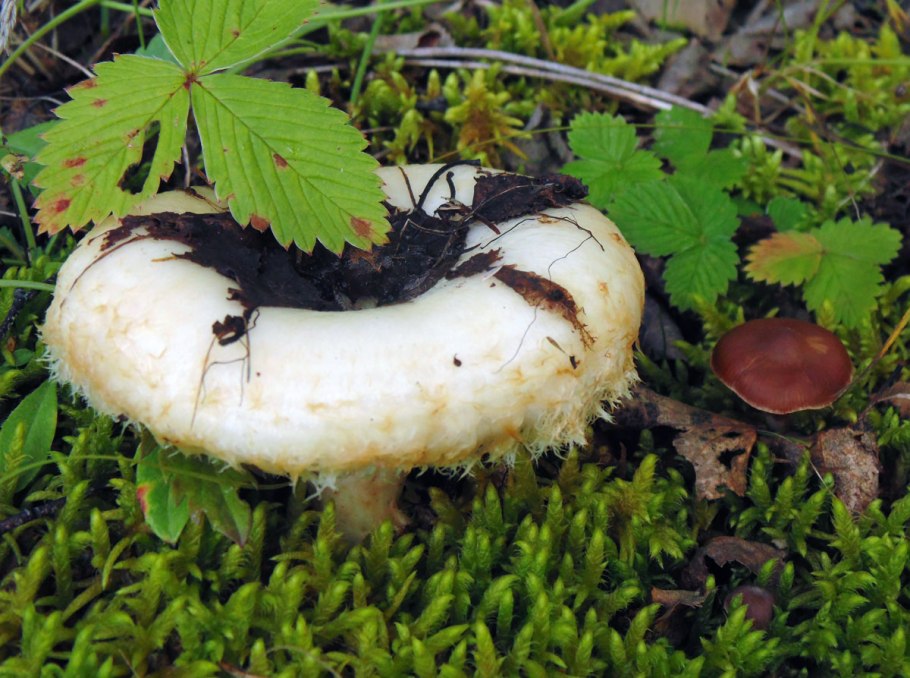 Грузди Сибирские