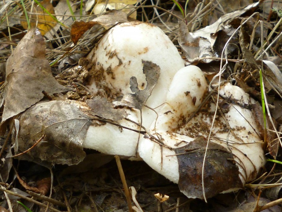 Грузди рыжики