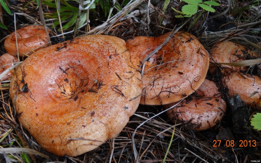 Рыжики боровые грибы