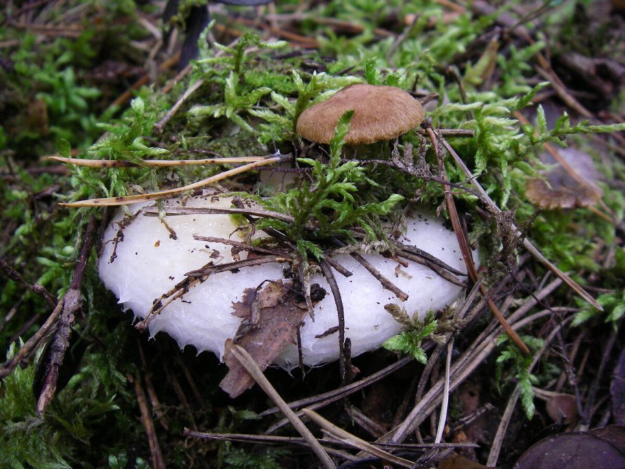 Лесные грибы грузди