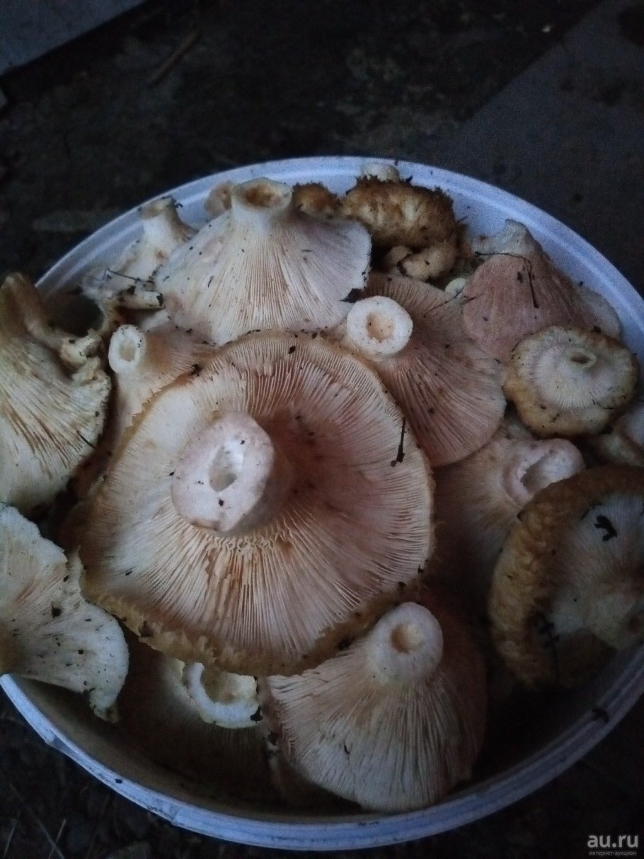 Северные гриб груздь