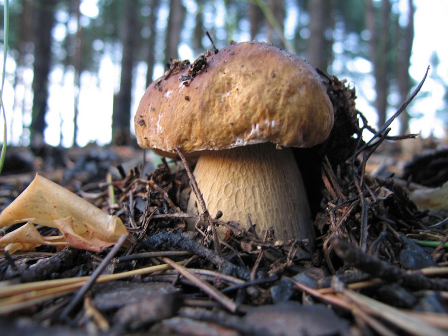 Рыжики грибы