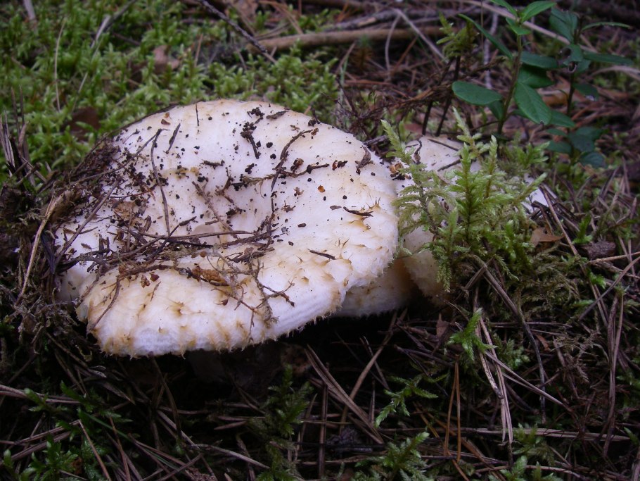 Северные грузди