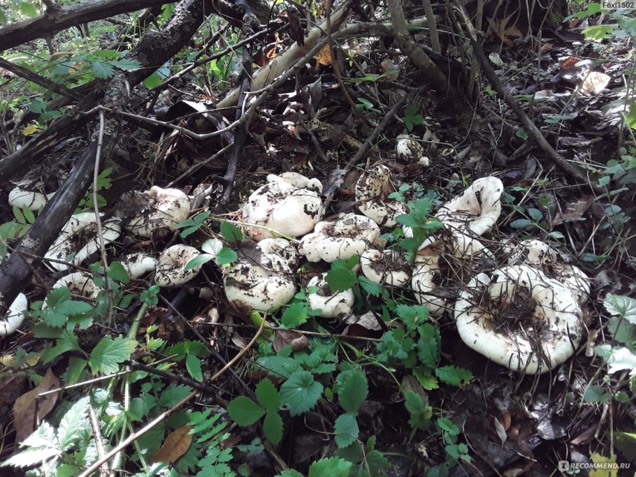 Грузди в Ленинградской области