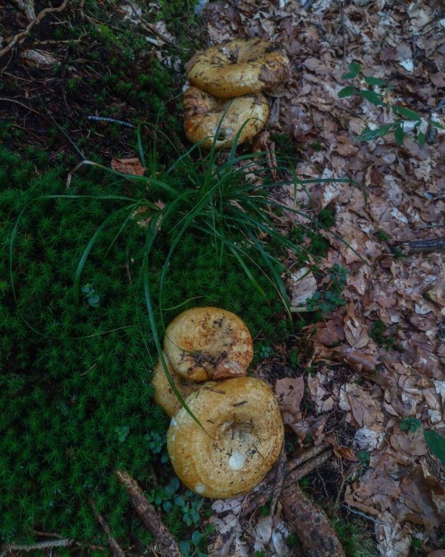 Поляна груздей