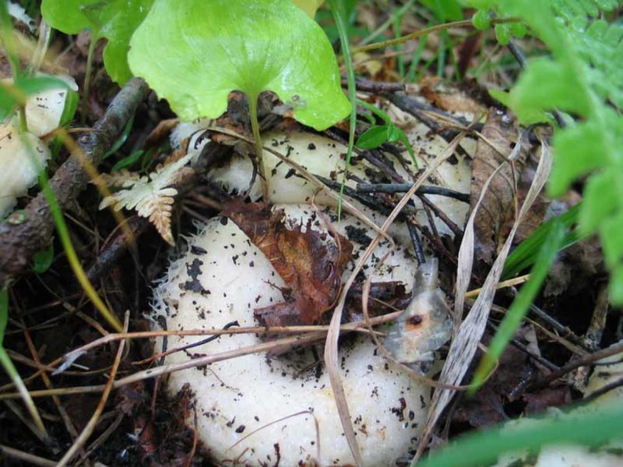 Грузди Лесные