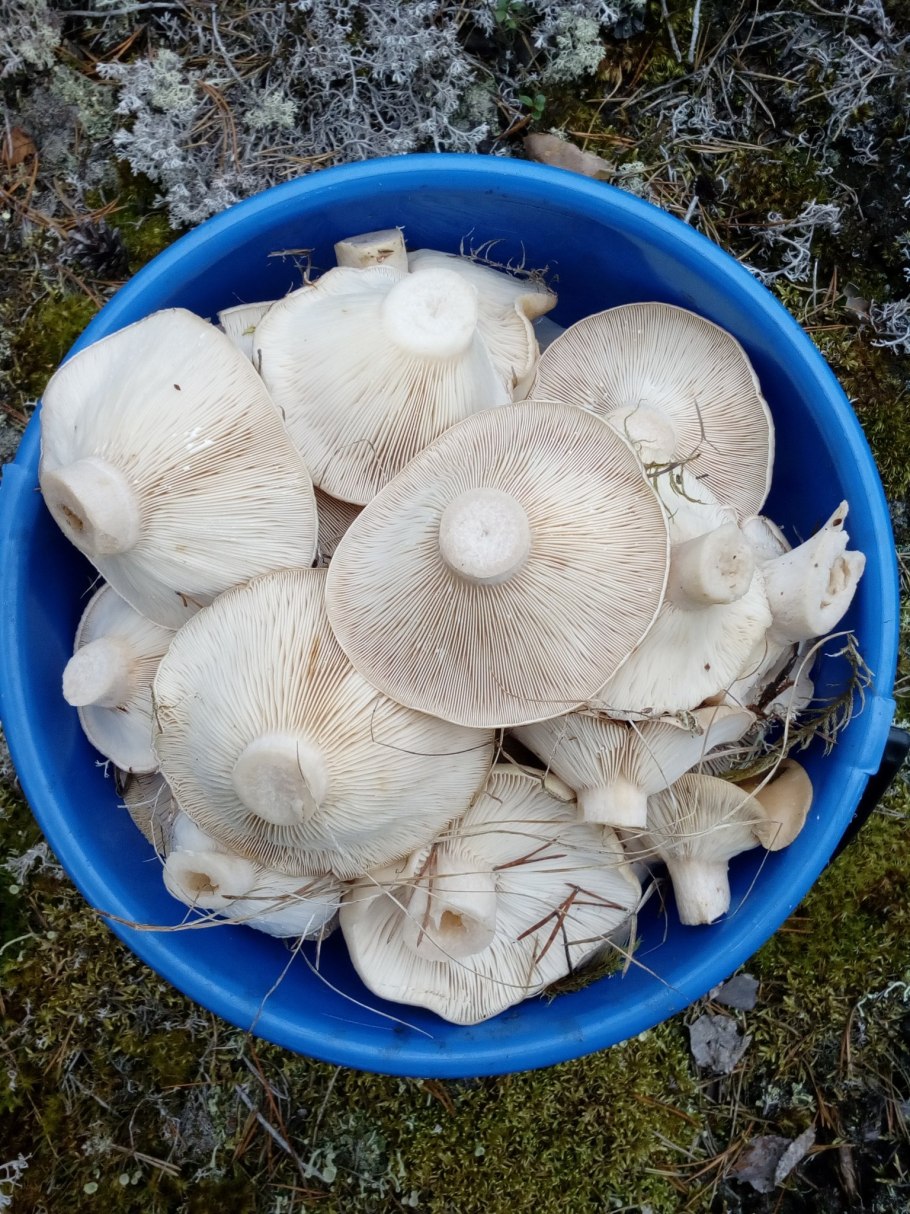 Северные грузди