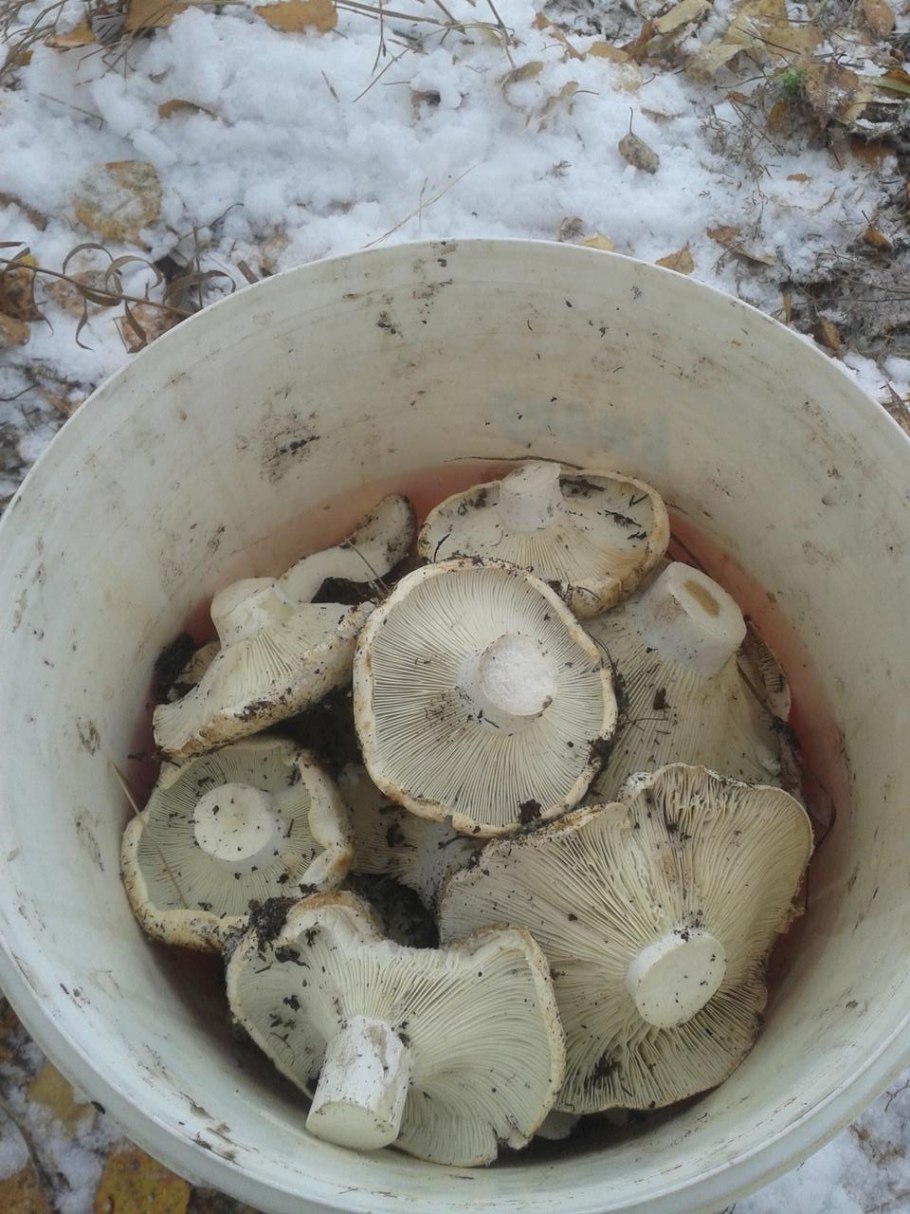 Грибы поссыкушки