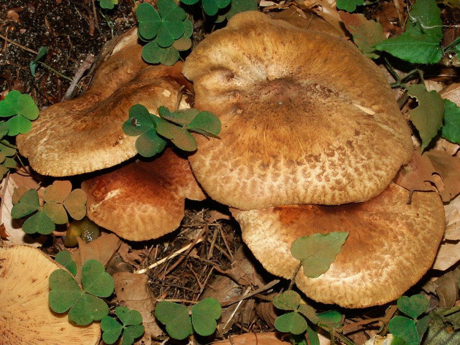 Свинушка Paxillus rubicundulus