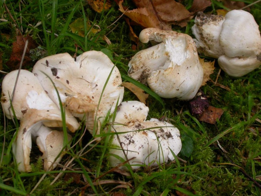 Груздь бахромистый Lactarius citriolens