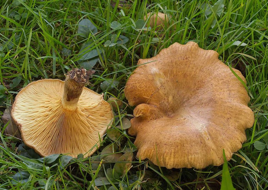 Paxillus rubicundulus