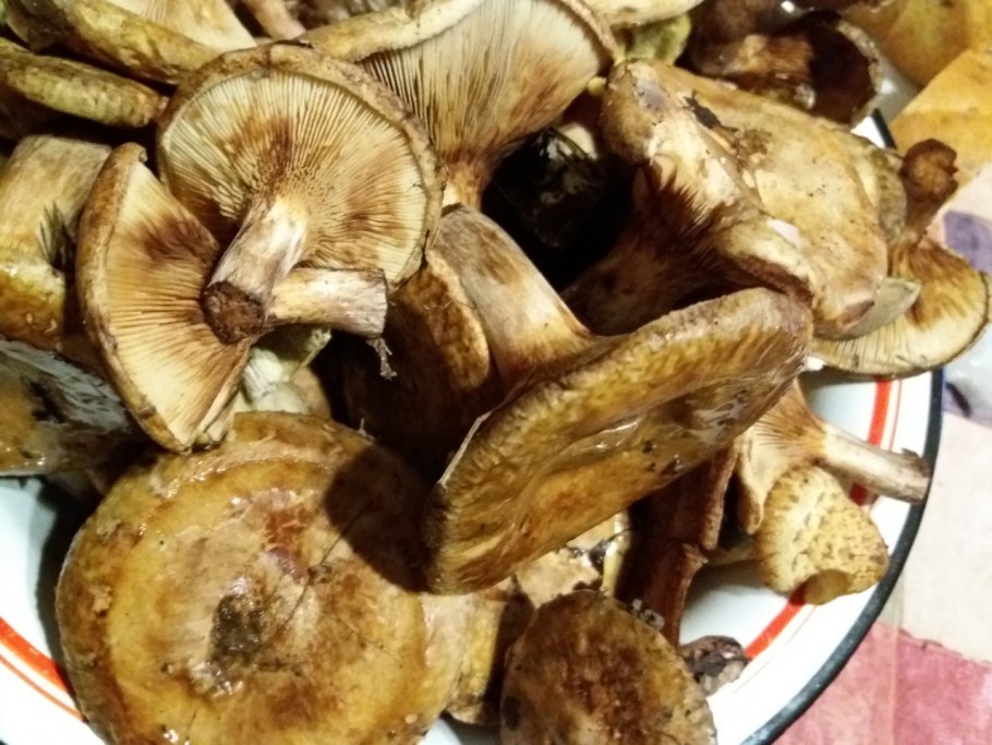 Свинухи и коровники