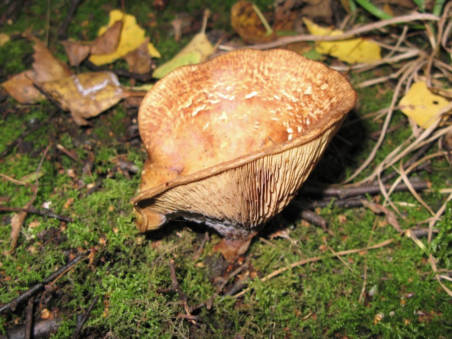 Свинухи и коровники