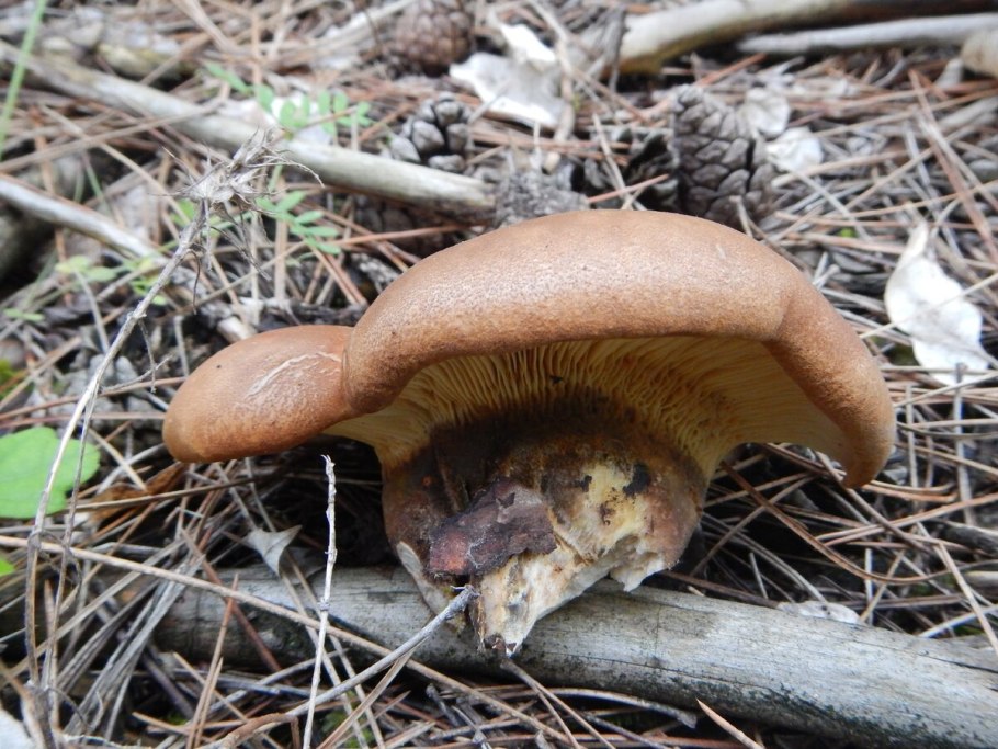 Свинушка тапинелла