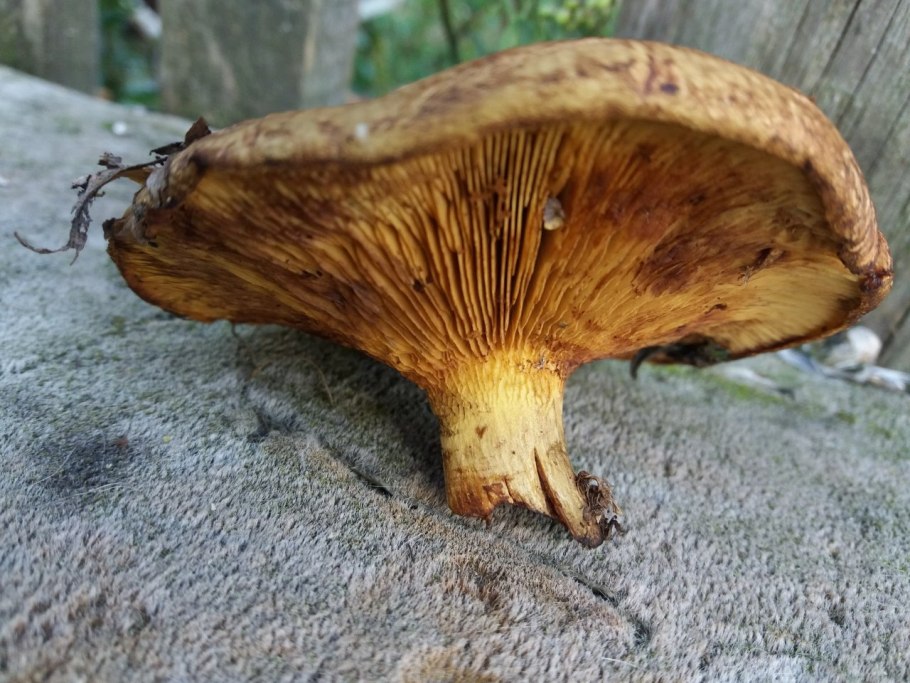 Свинушка тонкая Paxillus involutus