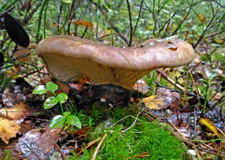 Свинушки грибы съедобные