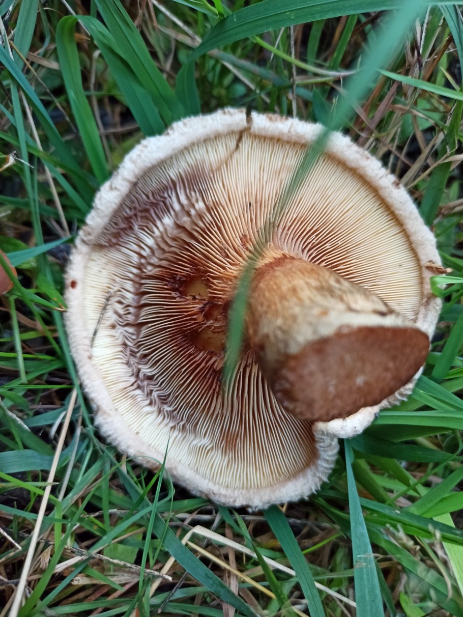 Свинушка Paxillus rubicundulus