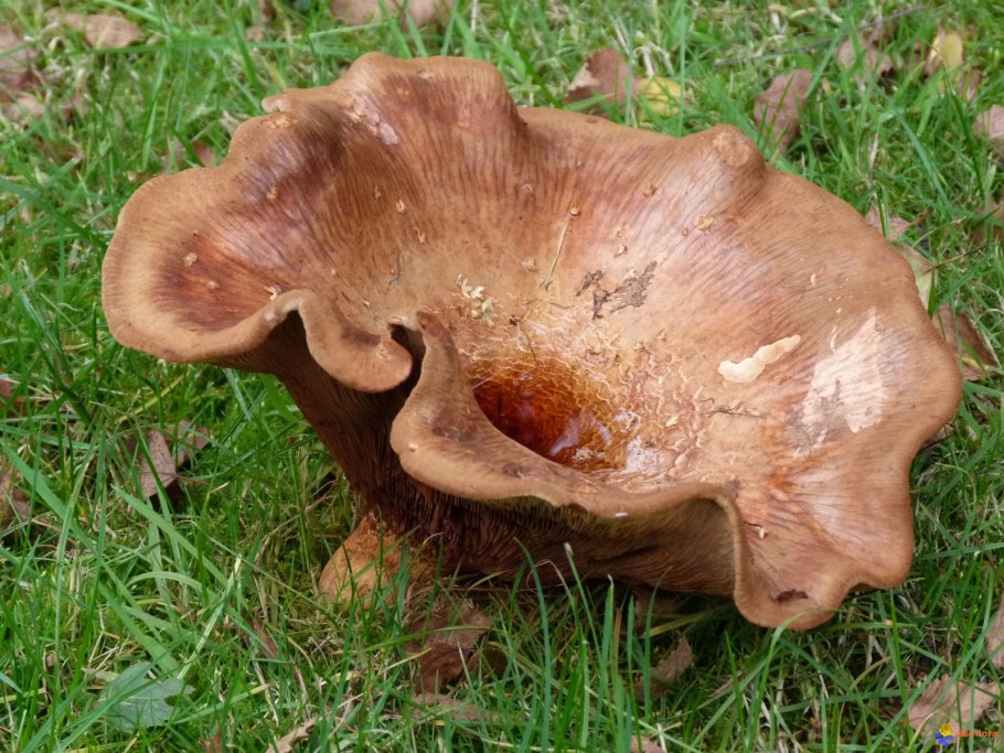 Свинушка млечник