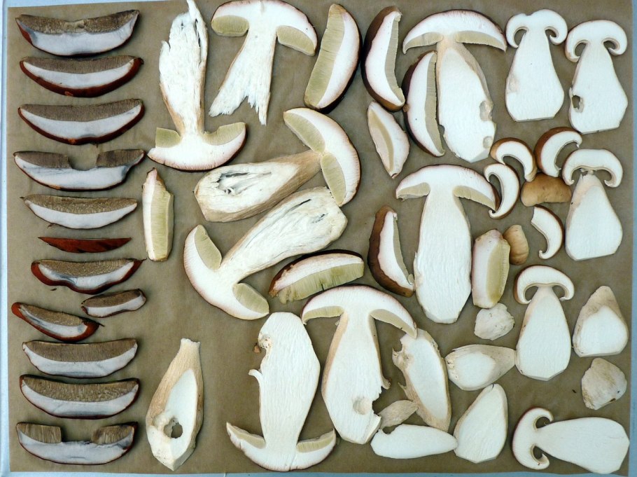 Белый гриб на срезе