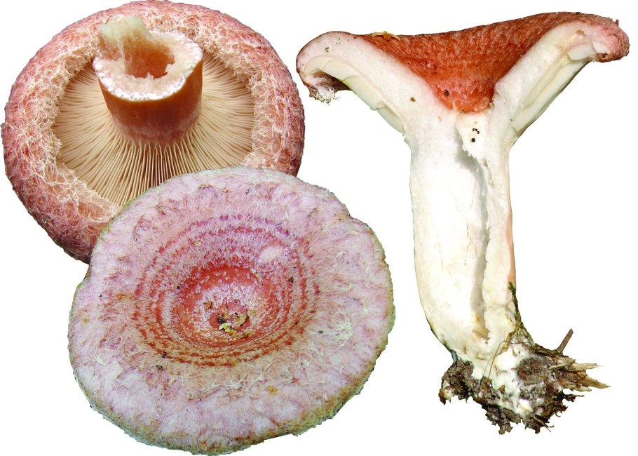 Гриб белый лиственник