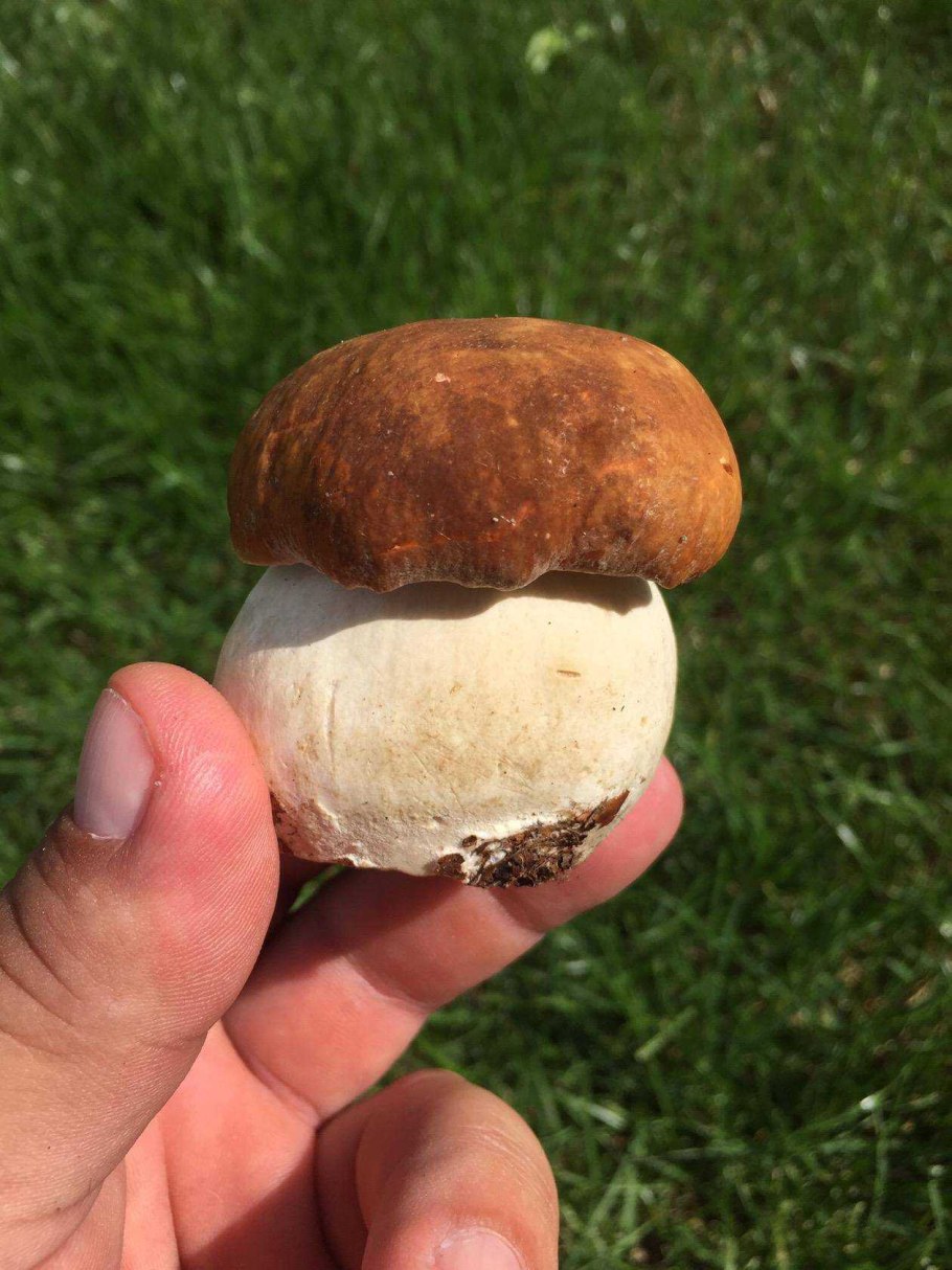 Шампиньоны под шляпкой