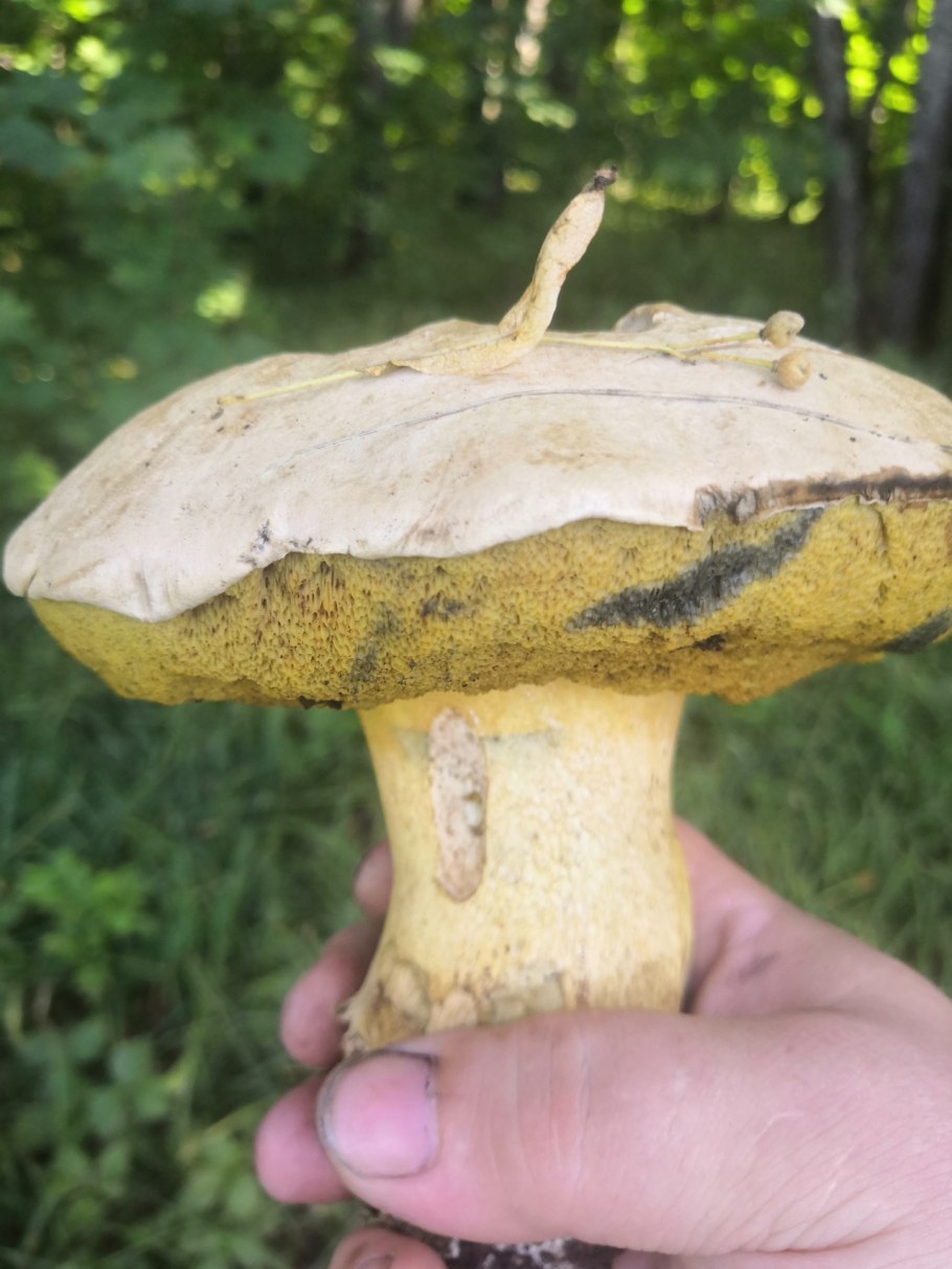 Боровик сетчатый Boletus reticulatus