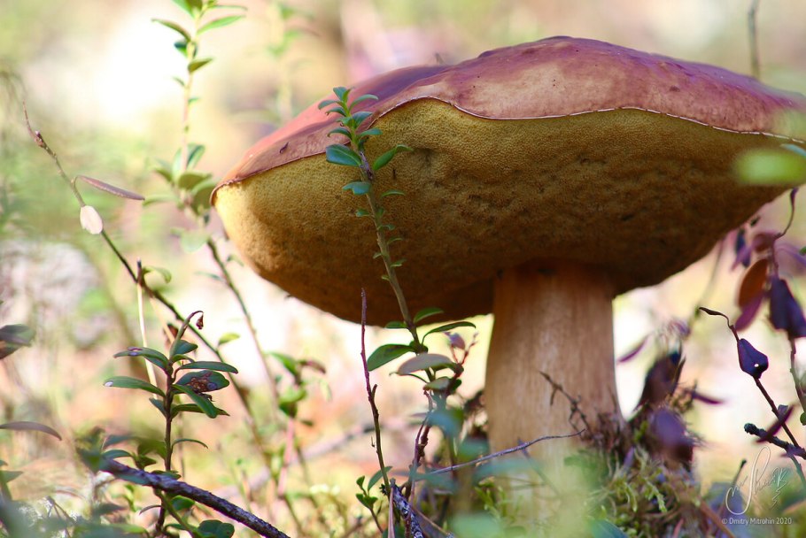 Белый гриб на срезе