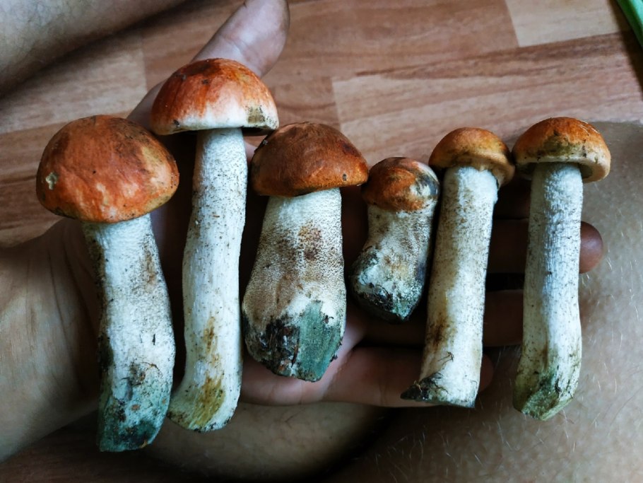 Горчак, ложный белый гриб