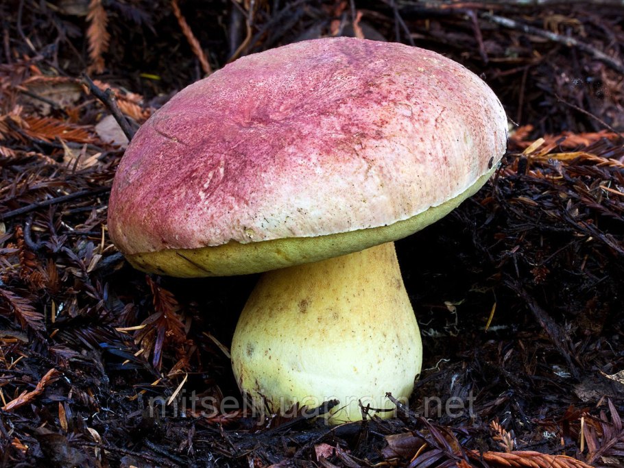 Boletus Regius