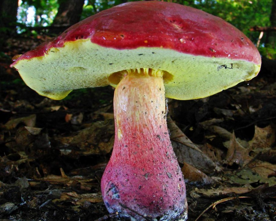Боровик красно-желтый (Boletus rhodoxanthus)