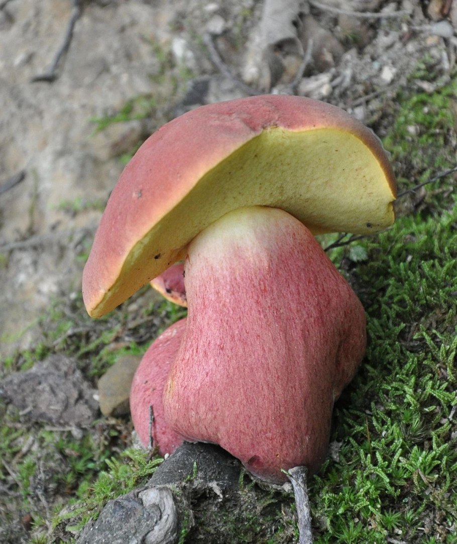 Боровик розовокожий Boletus rhodoxanthus
