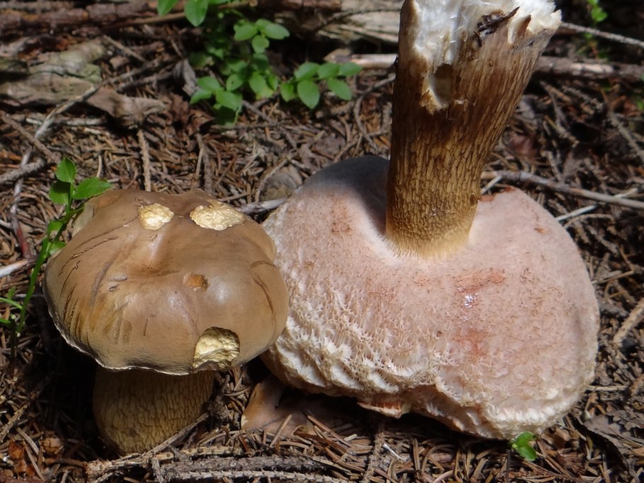 Tylopilus felleus