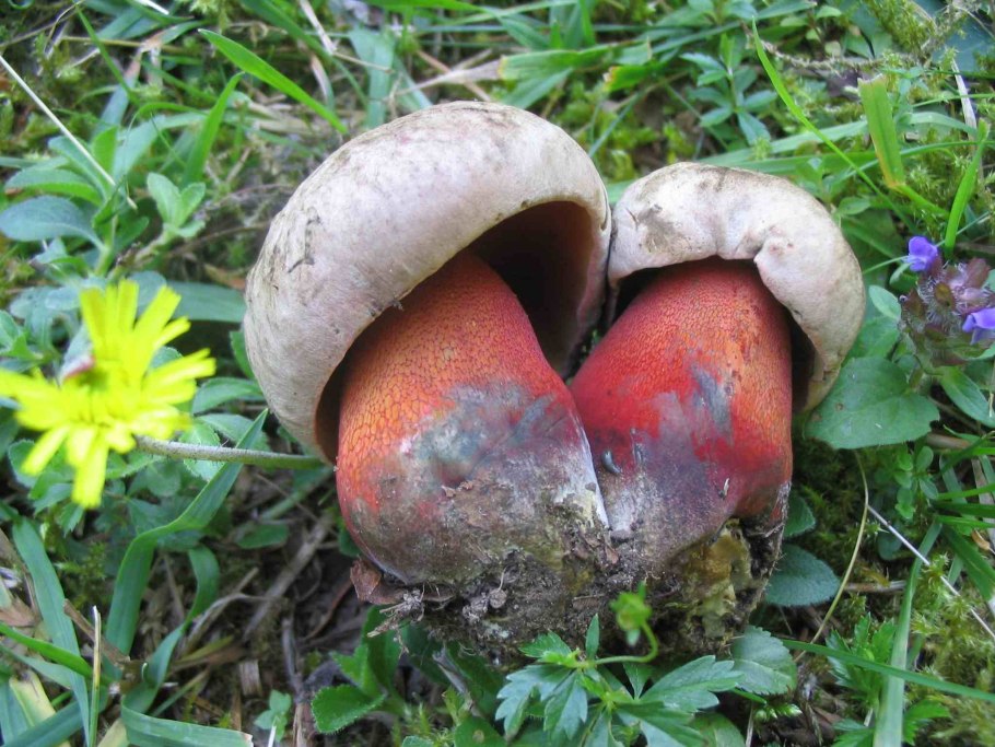 Боровик Ле Галь (Rubroboletus legaliae)