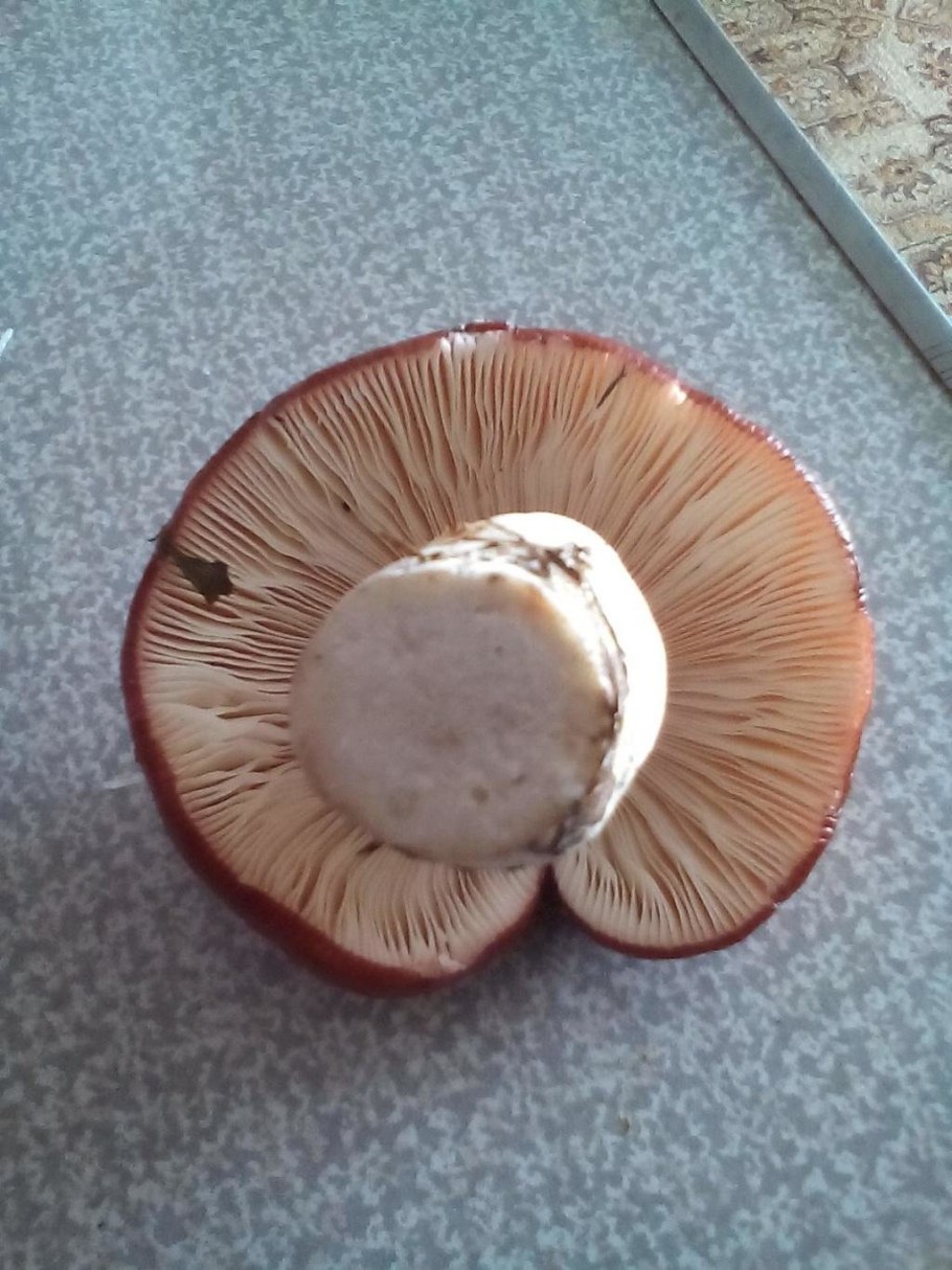 Боровик пластинчатый гриб