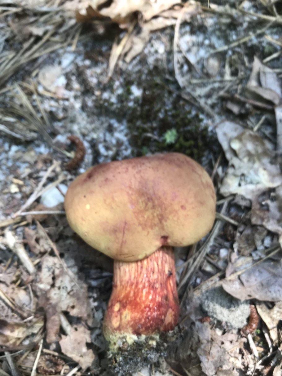 Боровик синеющий