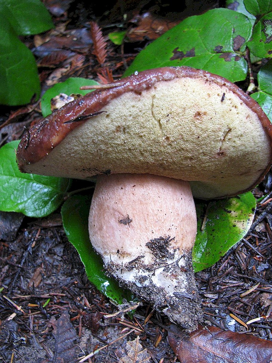 Гриб Болетус золотистоножковый