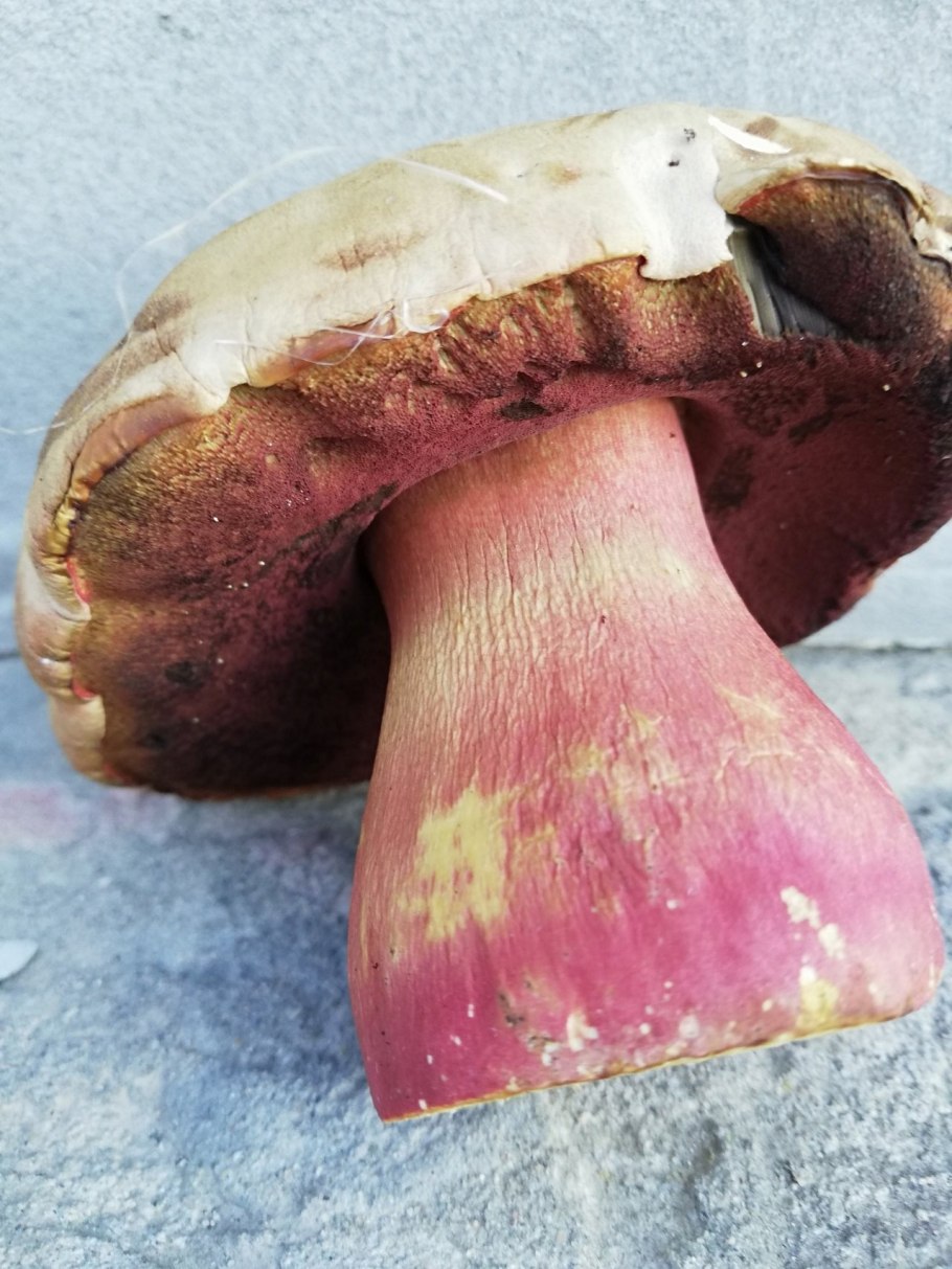 Гриб Синявка в Краснодарском крае