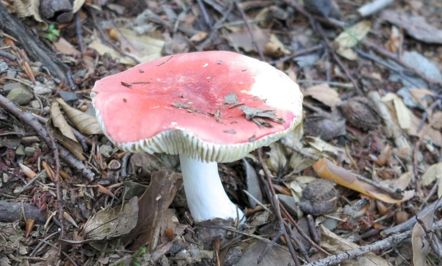 Сыроежка розовая Russula rosea