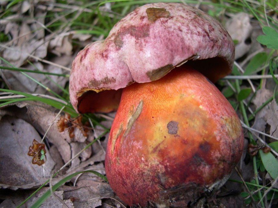 Боровик пурпурный Boletus purpureus