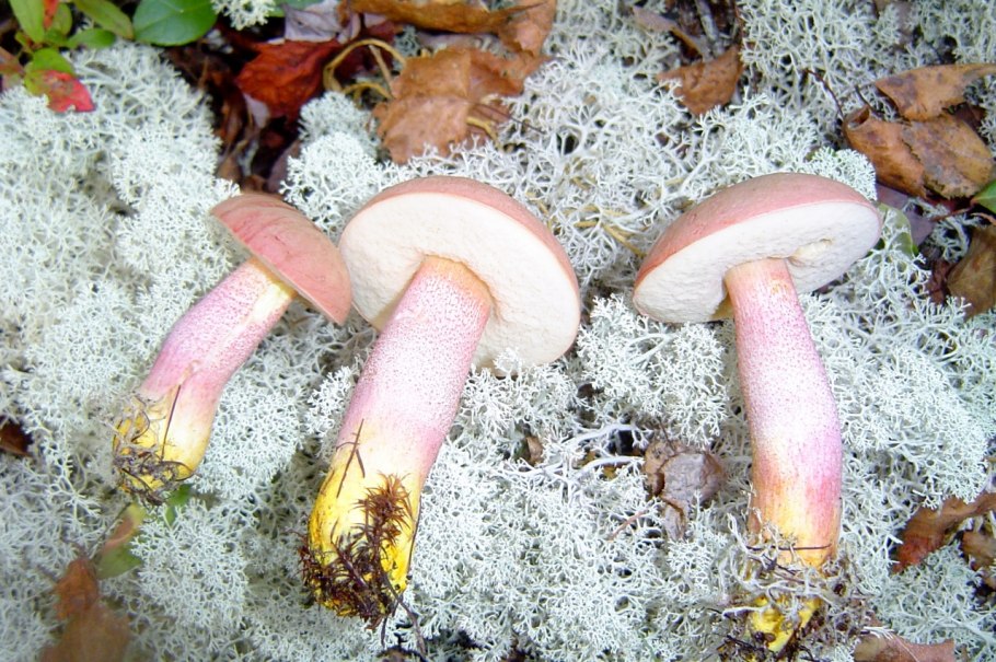 Подосиновик окрашенноногий