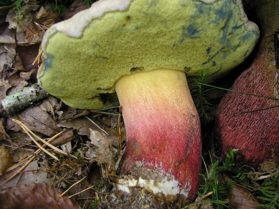 Боровик красивоокрашенный (Boletus pulchrotinctus)
