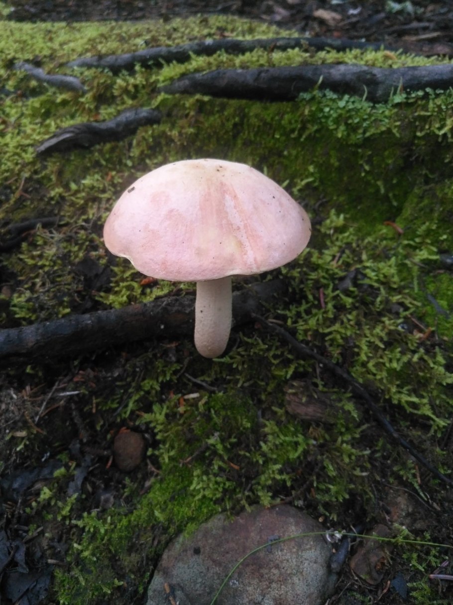 Tylopilus chromapes