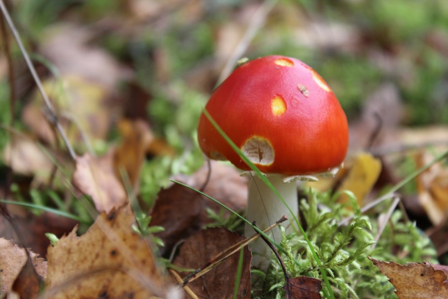 Лисички и сыроежки