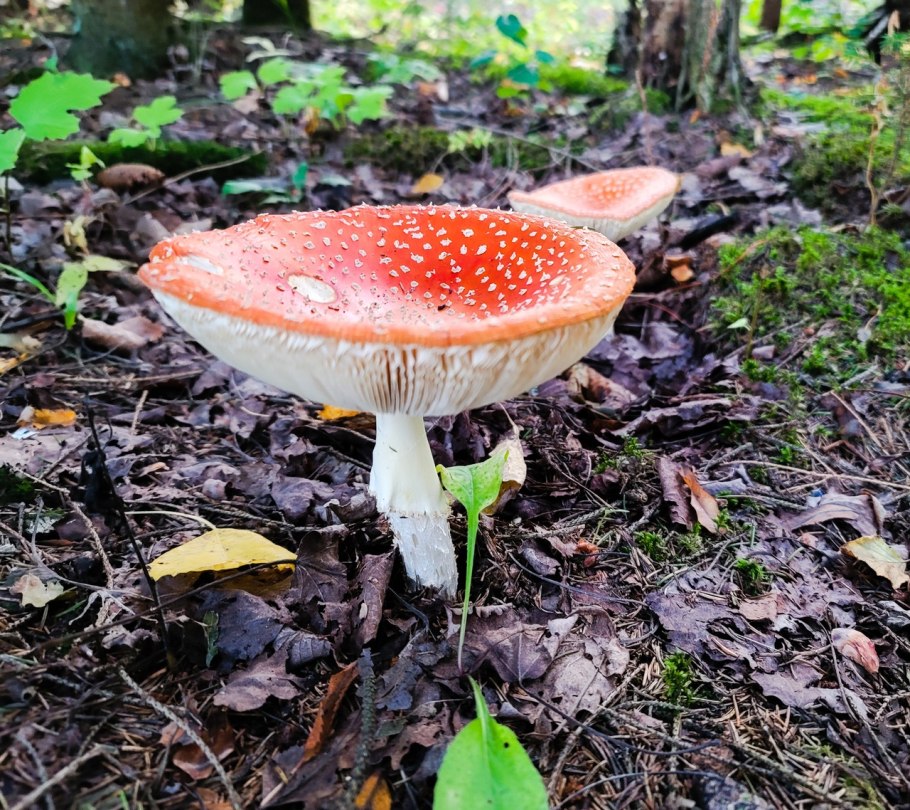 Грибы паруы мертвеца