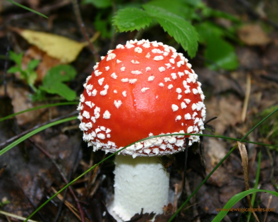 Аманитовые грибы