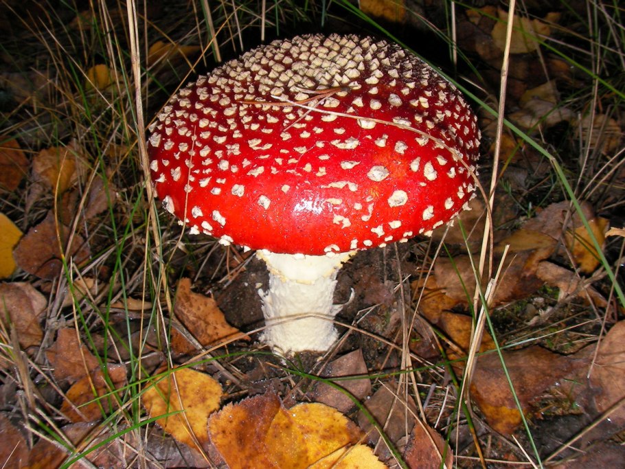 Боровик, сыроежка, мухомор;